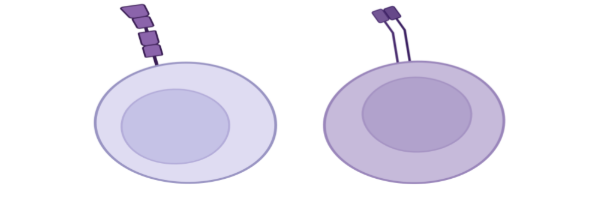 T cells immunology